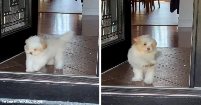 Tiny Dog Explodes With Joy The Moment Mom Walks Back Through The Door