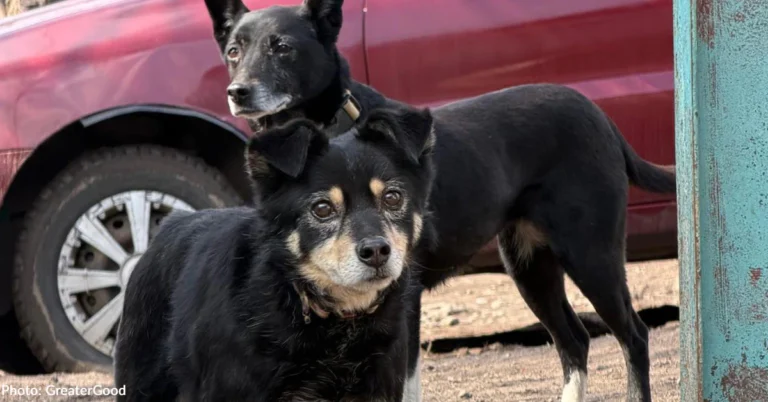 Woman Helps Animals Rescued by Soldiers Near Frontlines in Ukraine