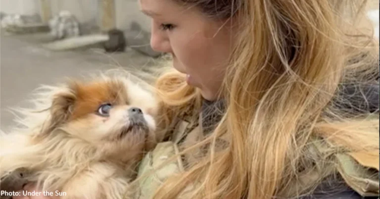 Terrified Dogs Rescued from Frontlines in Ukraine