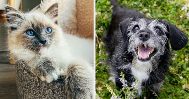 It’s National Pet Day! Comment a cute photo of your pet for us all to enjoy – BuzzFeed