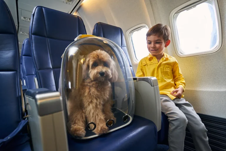 New EU pet travel rules start this April. What owners need to know – FTN news