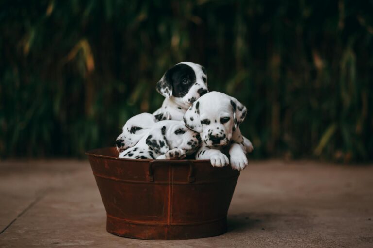 The Best Puppy Setup When You re Gone for Several Hours: A Practical Guide illustrative image