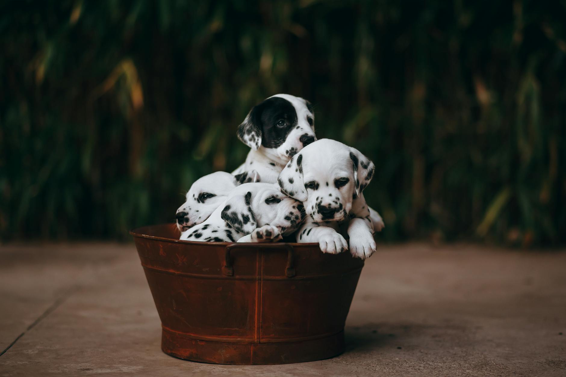 The Best Puppy Setup When You re Gone for Several Hours: A Practical Guide illustrative image