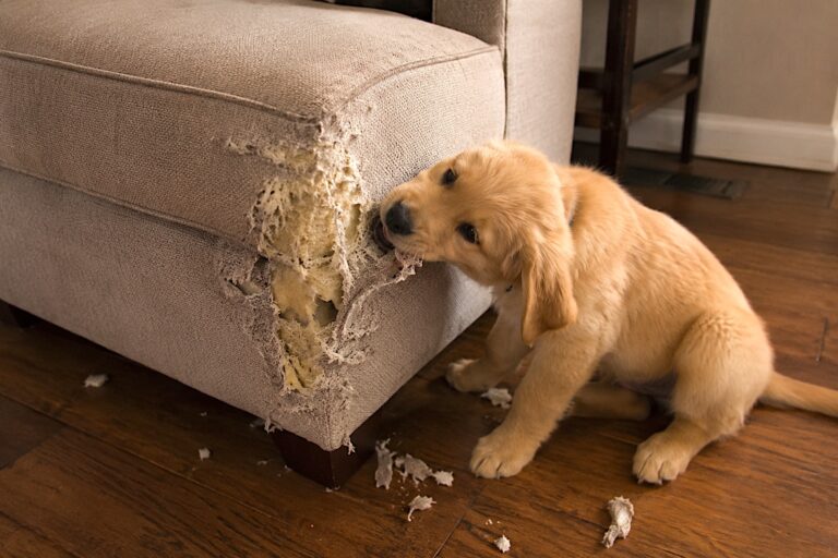 golden retriever puppy chewing furniture