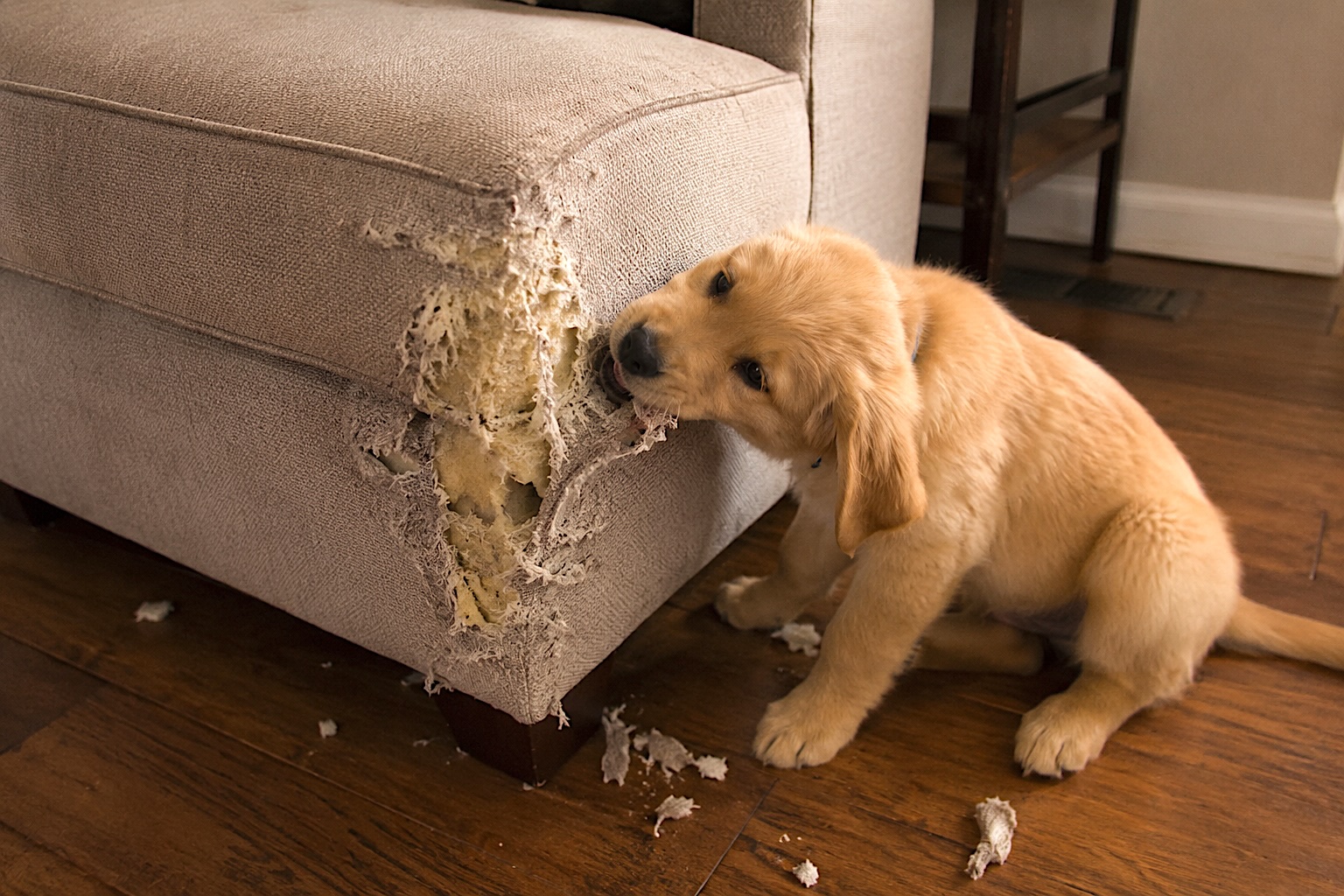golden retriever puppy chewing furniture