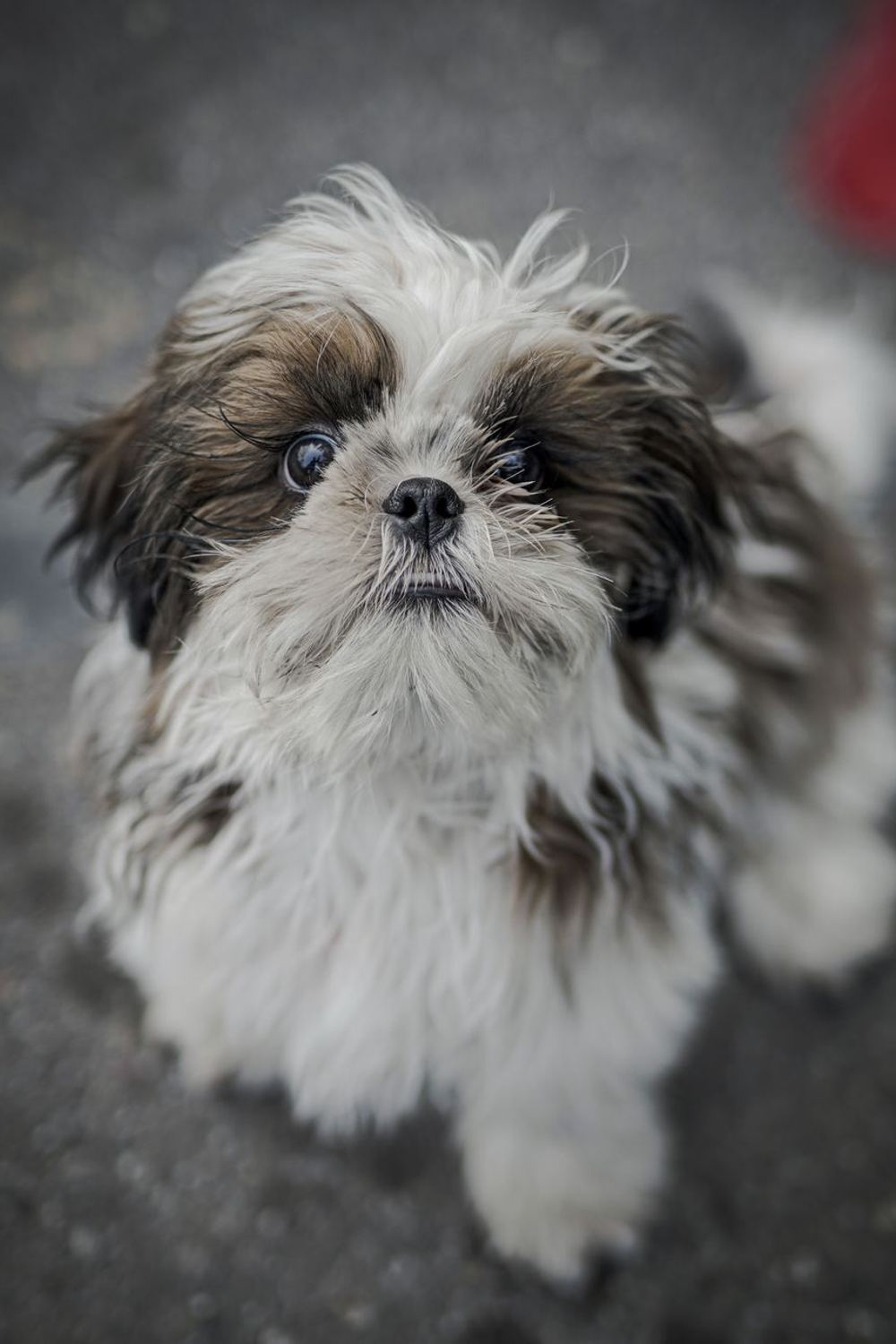 Effective Ways to Clean Up Muddy Puppy Paws for a Spotless Home