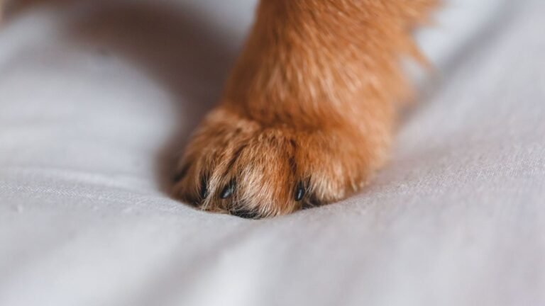 How to Clean Up Muddy Puppy Paws: Simple Steps for New Puppy Owners — muddy puppy paws how to clean up
