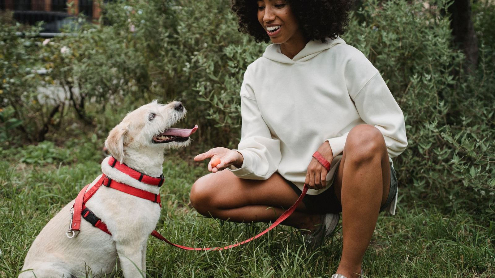 How to Store and Access Training Treats for Your Puppy Efficiently — training treats