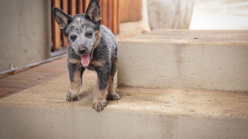 Simple guide to how long does potty training a puppy take — how long does potty training a puppy take