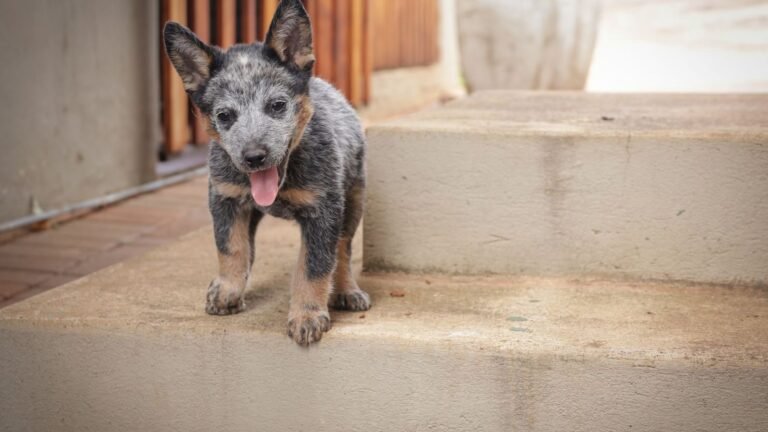 Simple guide to how long does potty training a puppy take — how long does potty training a puppy take