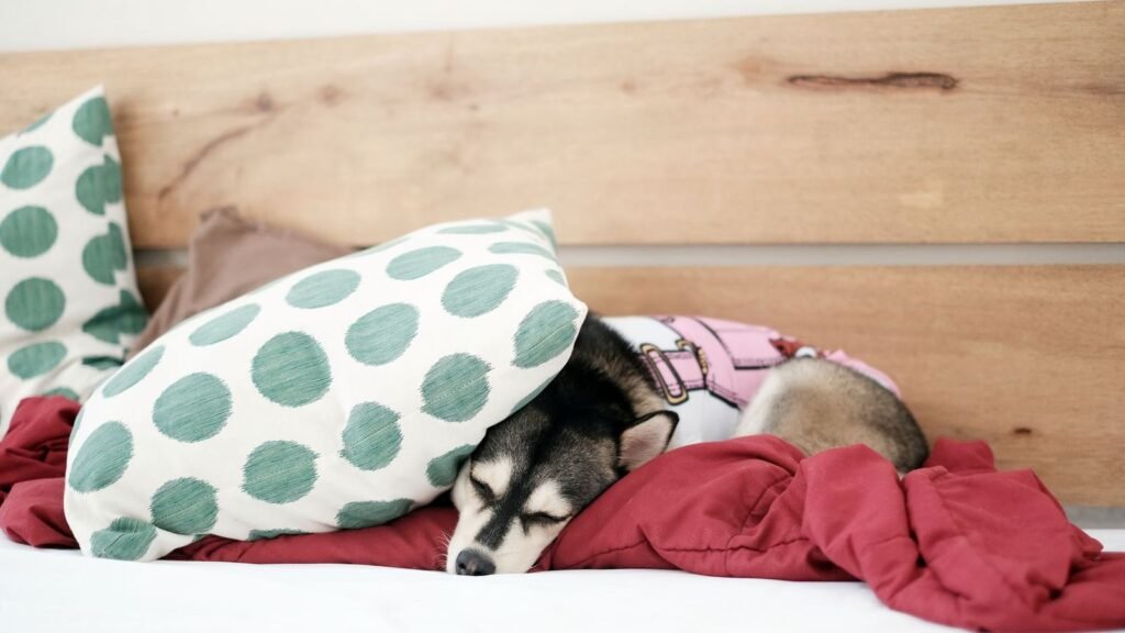 How to Establish a Puppy Bedtime Routine for Peaceful Nights — how to establish a puppy bedtime routine