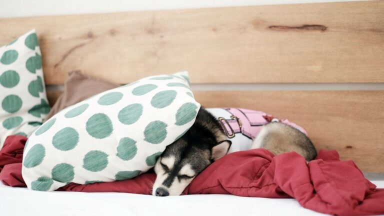 How to Establish a Puppy Bedtime Routine for Peaceful Nights — how to establish a puppy bedtime routine