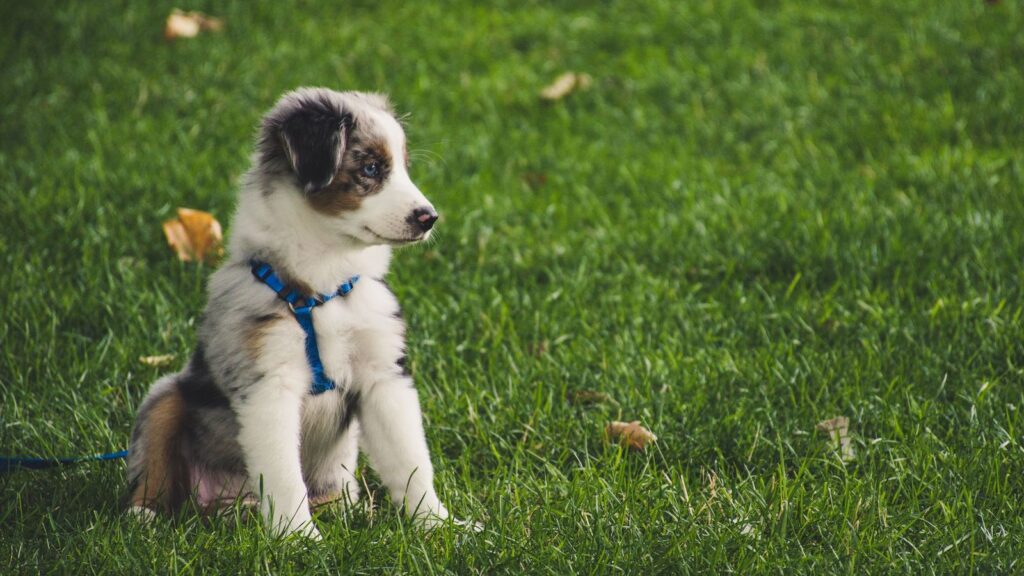 How to Set Up a Puppy Play Area: A Step-by-Step Guide — how to set up a puppy play area