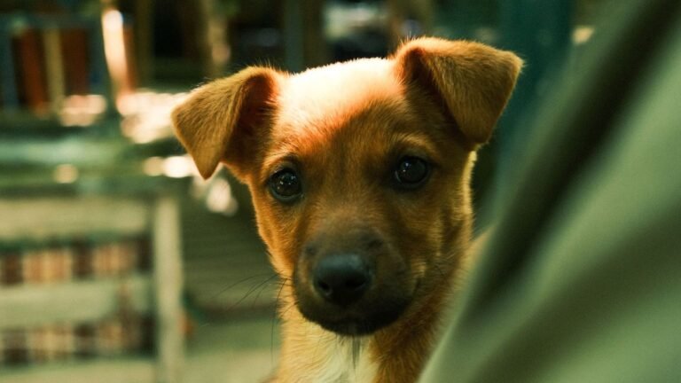 Age-Based Puppy Care Guide: Organize Supplies and — age based puppy care guide