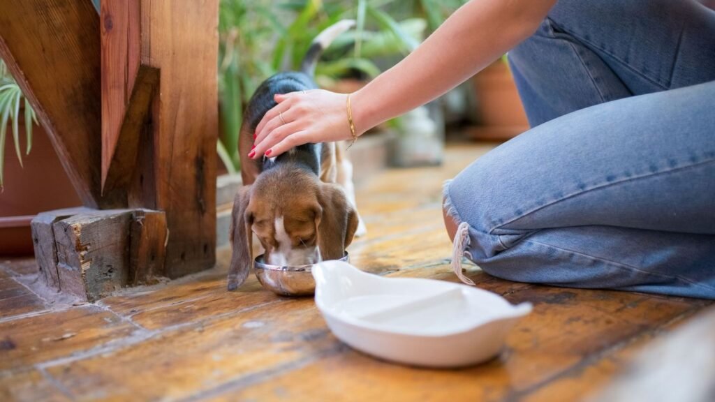 Best Puppy Feeding Area Setups for Convenience — best puppy feeding area setups for convenience