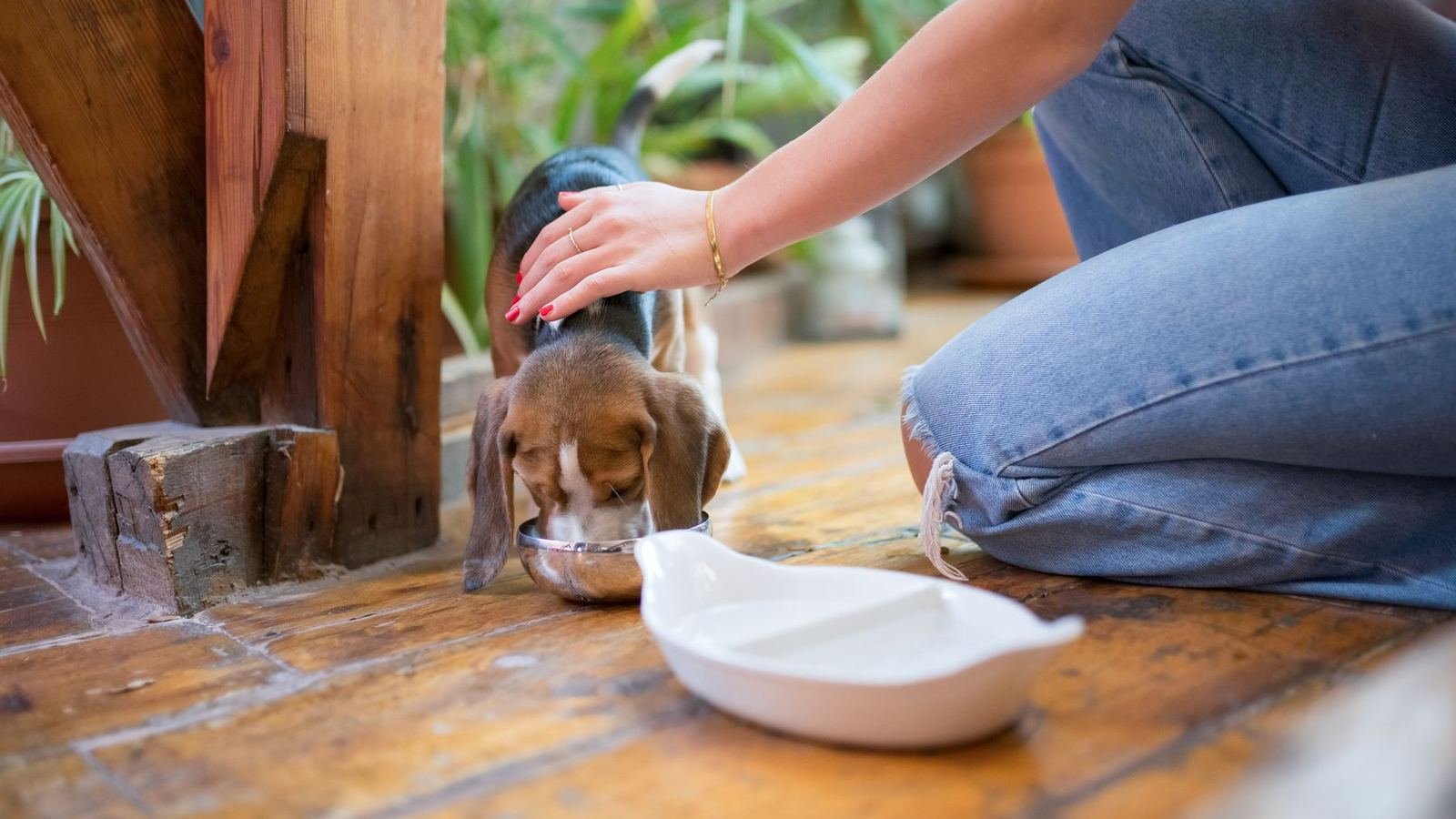 Best Puppy Feeding Area Setups for Convenience — best puppy feeding area setups for convenience