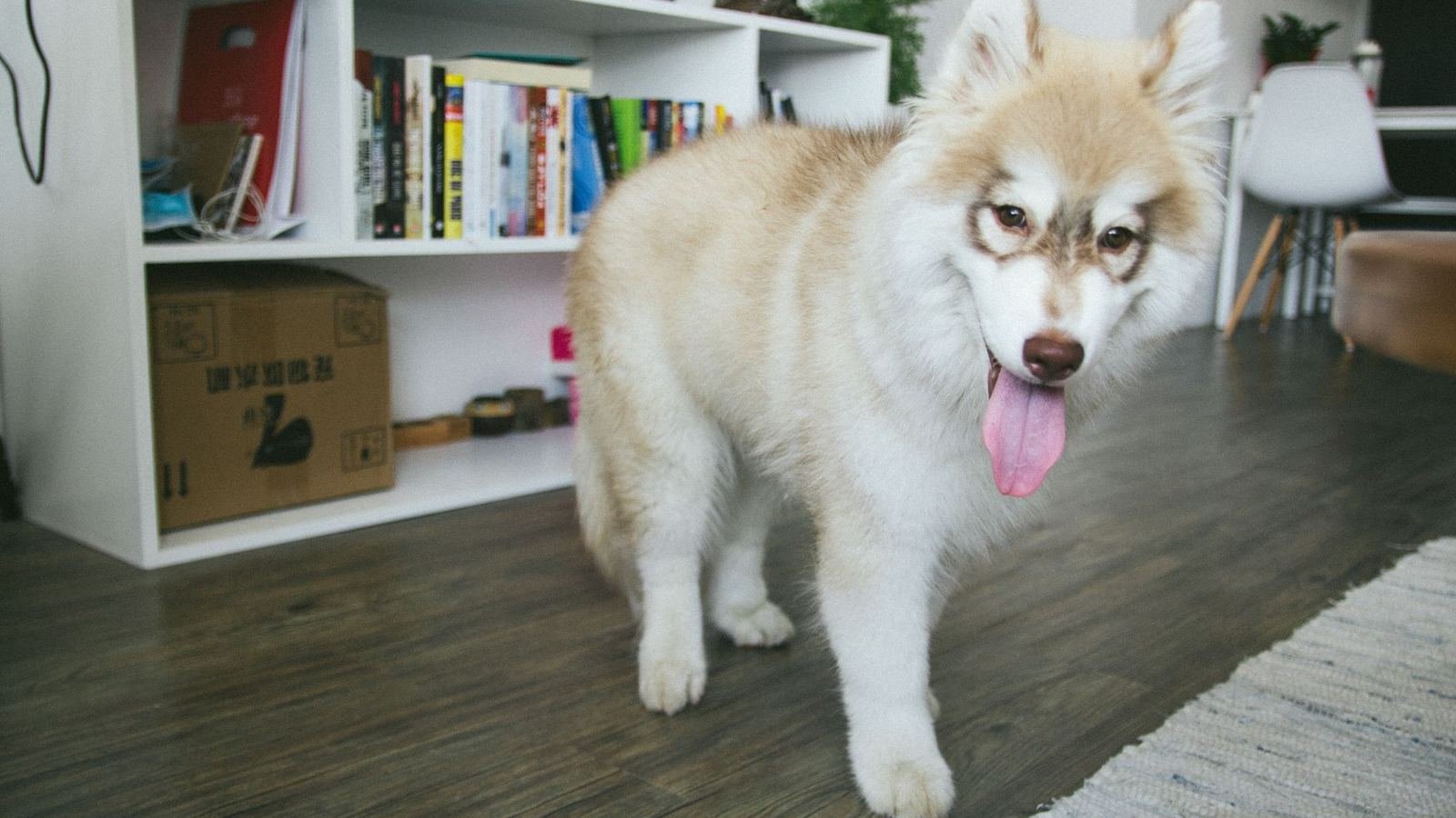 Best Puppy Gear Storage Systems for Large Homes — best puppy gear storage systems for large homes