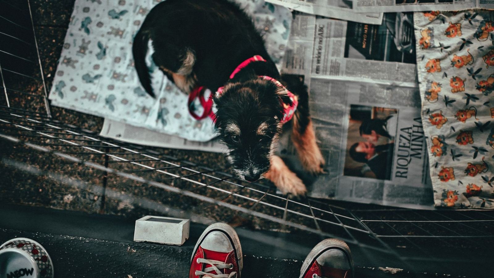 Best Puppy Storage Options for Large Homes — best puppy storage options for large homes