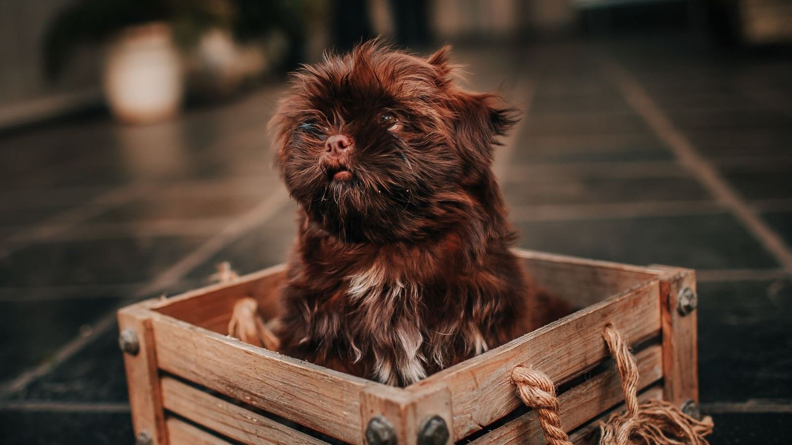 Best Puppy Supply Organizer for an Entryway — best puppy supply organizer for entryway