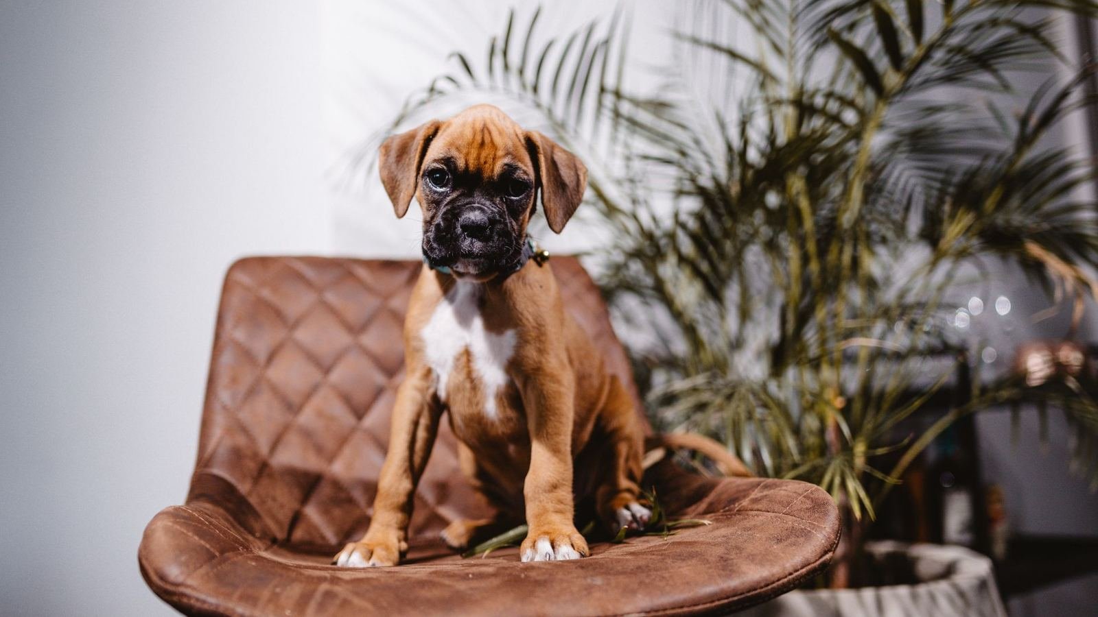 Best Puppy Travel Storage vs Home Storage — best puppy travel storage vs home storage