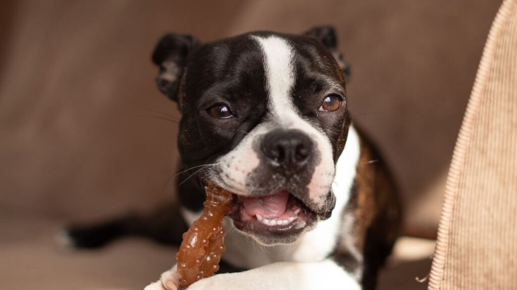 Budget-Friendly Puppy Toy Organization Methods for — budget-friendly puppy toy organization methods