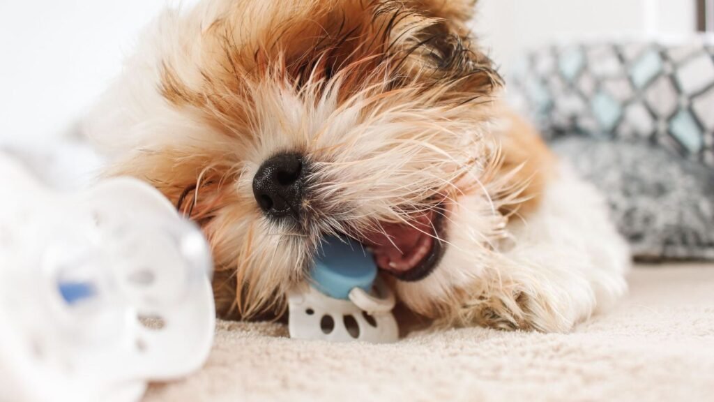 Buying Guide for Puppy Toy Chests vs Boxes — buying guide for puppy toy chests vs boxes