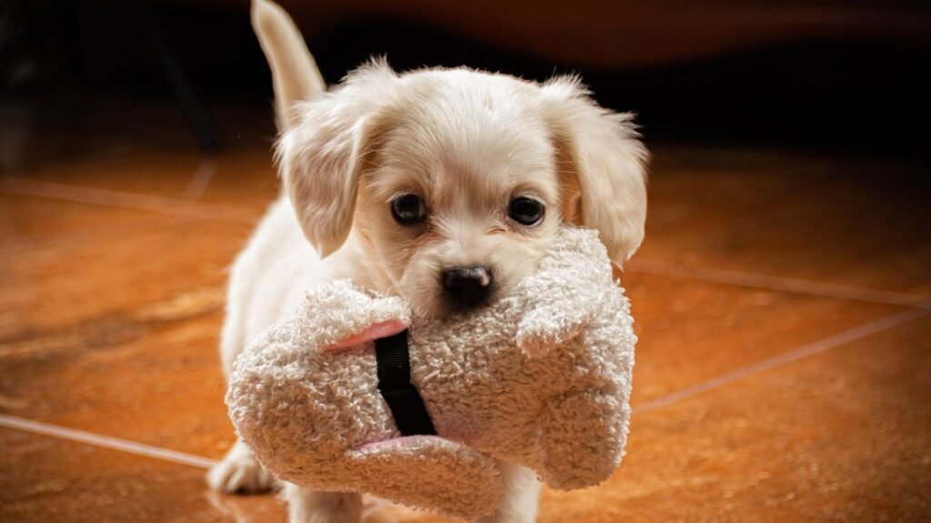 Affordable Guide to Choosing Puppy Toy Organizers on — buying guide for puppy toy organizers on a budget