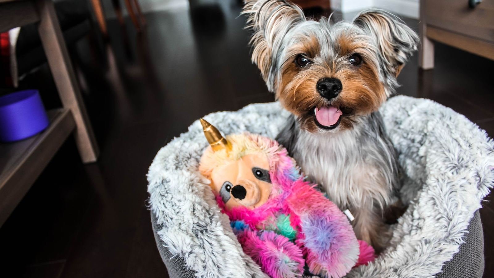Avoid These Common Puppy Organization Mistakes for — common puppy organization mistakes to avoid