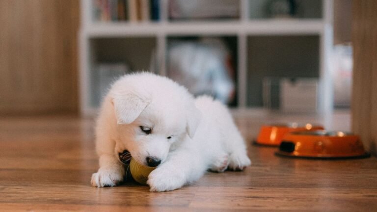 Creating a Puppy Play Area in Your Home: A Practical Guide — a puppy play area in your home
