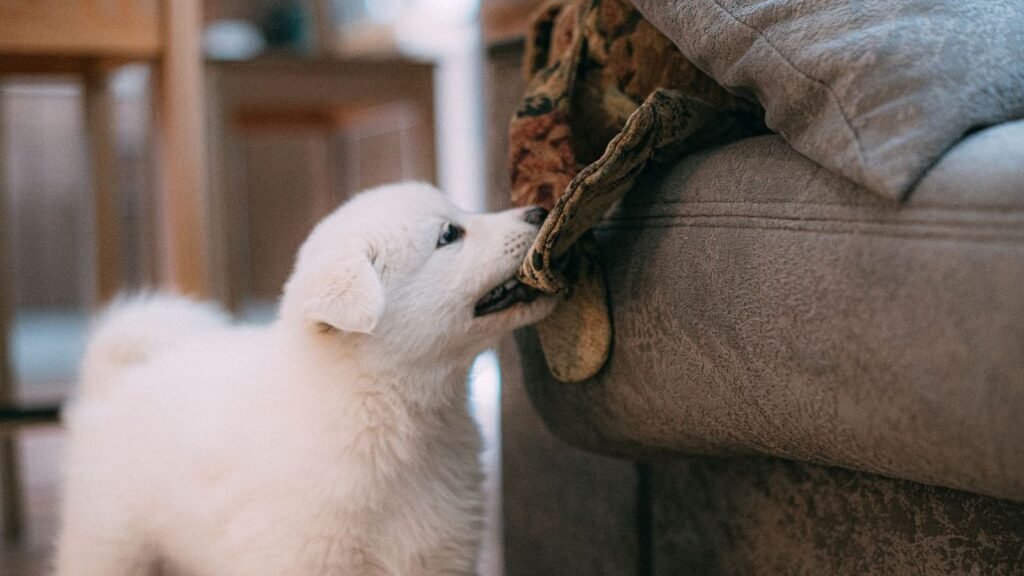 Creating a Puppy Storage Routine for Busy Households — a puppy storage routine for busy households