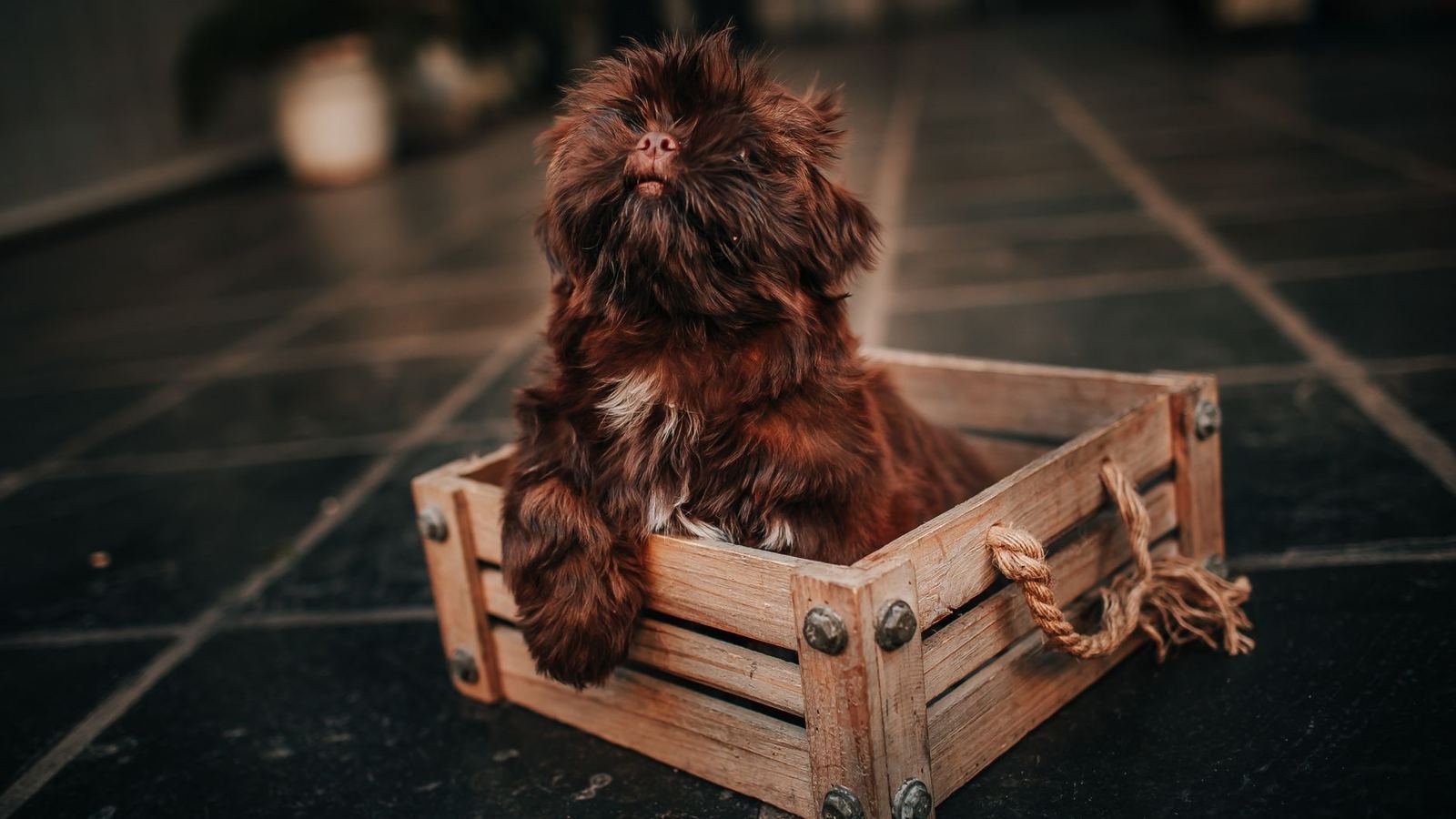 a puppy storage system for small homes — a puppy storage system for small homes