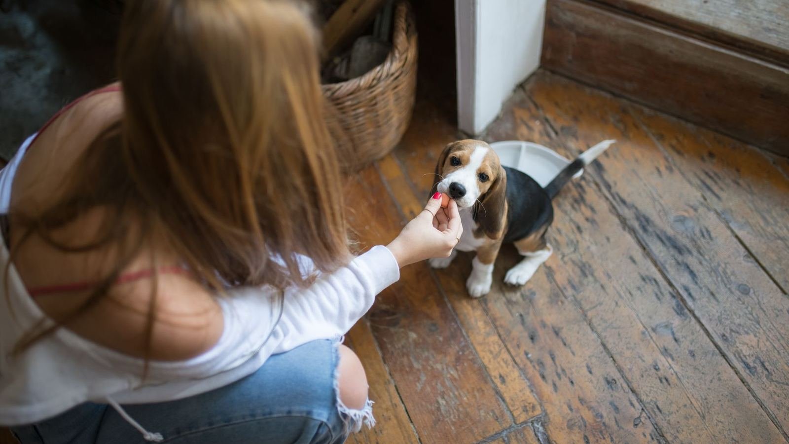 Easy Puppy Storage Hacks for Busy Owners — easy puppy storage hacks for busy owners