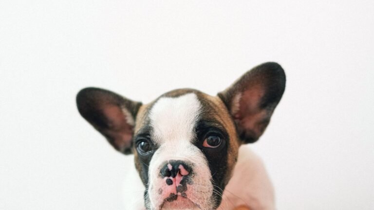 Complete Feeding Guide for French Bulldog Puppies — french bulldog puppy food complete feeding guide for frenchie owners