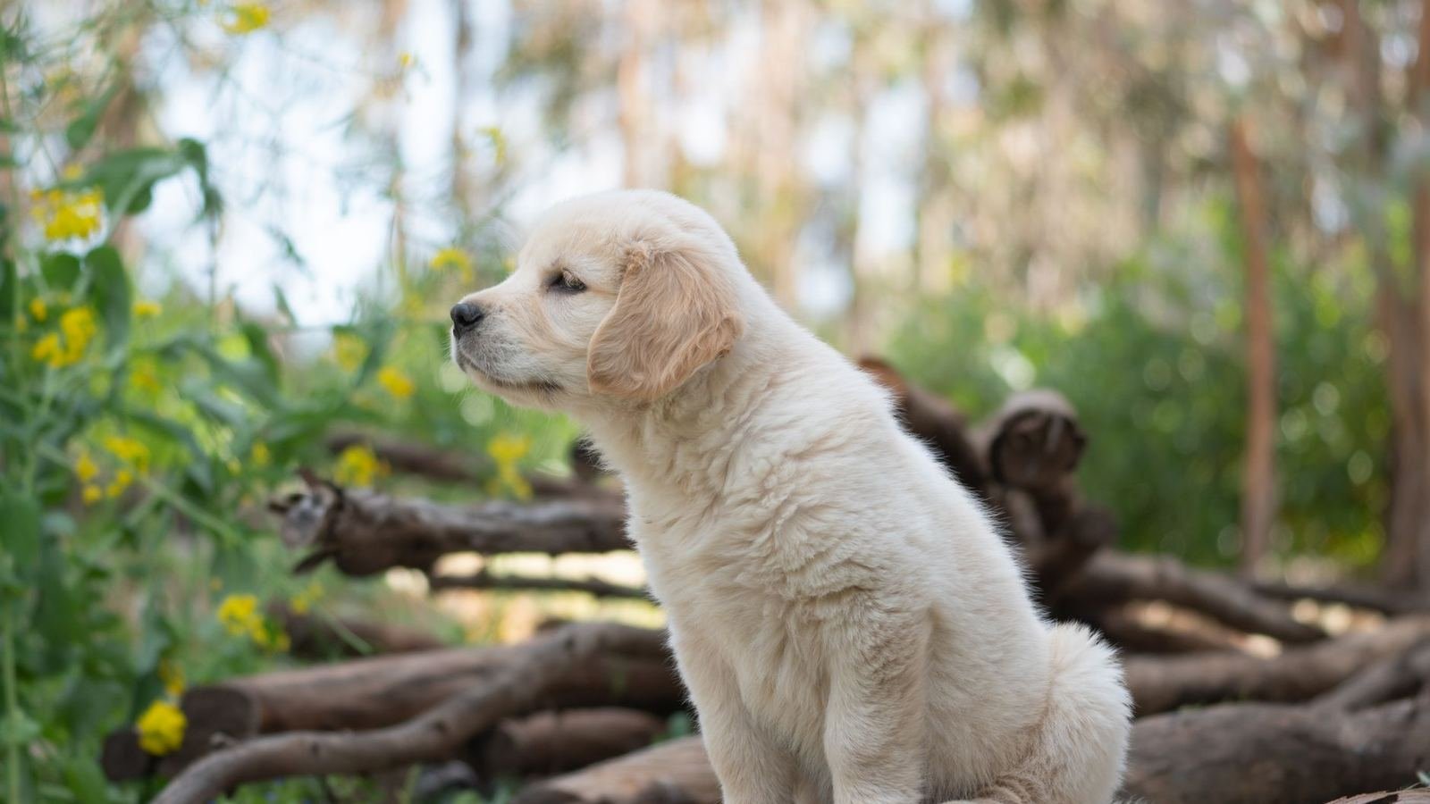 Feeding Your Golden Retriever Puppy — golden retriever puppy food