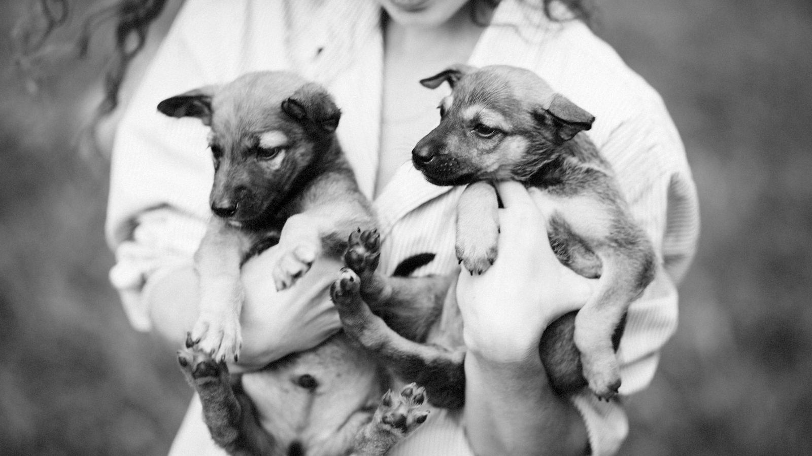 How Long Can Puppies Hold Their Pee — how long can puppies hold their pee