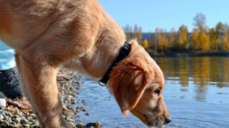 How Much Water Should a Puppy Drink Per Day — how much water should a puppy drink per day