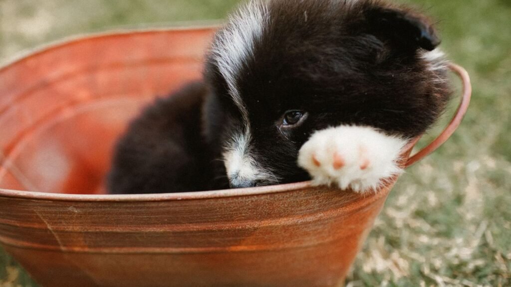 How to Create a Puppy Gear Inventory That Keeps Supplies — how to create a puppy gear inventory