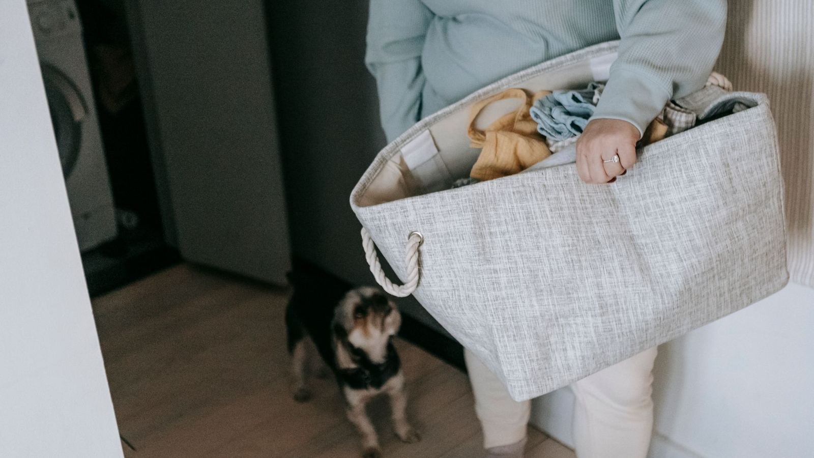 How to Create a Puppy Laundry Routine That Prevents Odors — how to create a puppy laundry routine