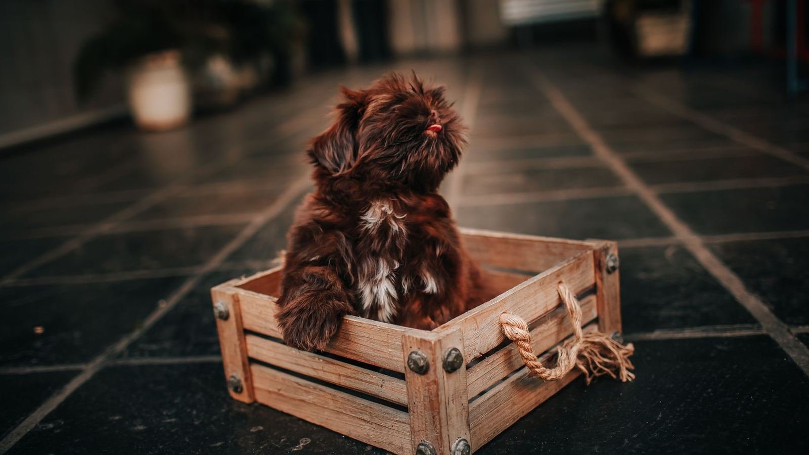 How to Declutter Unused Puppy Supplies Without Tossing — how to declutter unused puppy supplies
