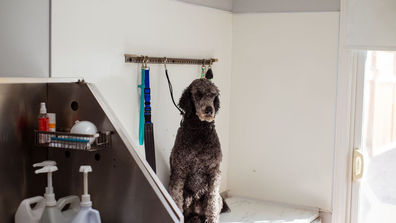 How to Organize Puppy Grooming Tools — how to organize puppy grooming tools