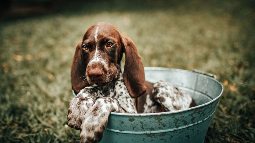 How to Train Your Puppy to Use Storage Bins Effectively — how to train your puppy to use storage bins