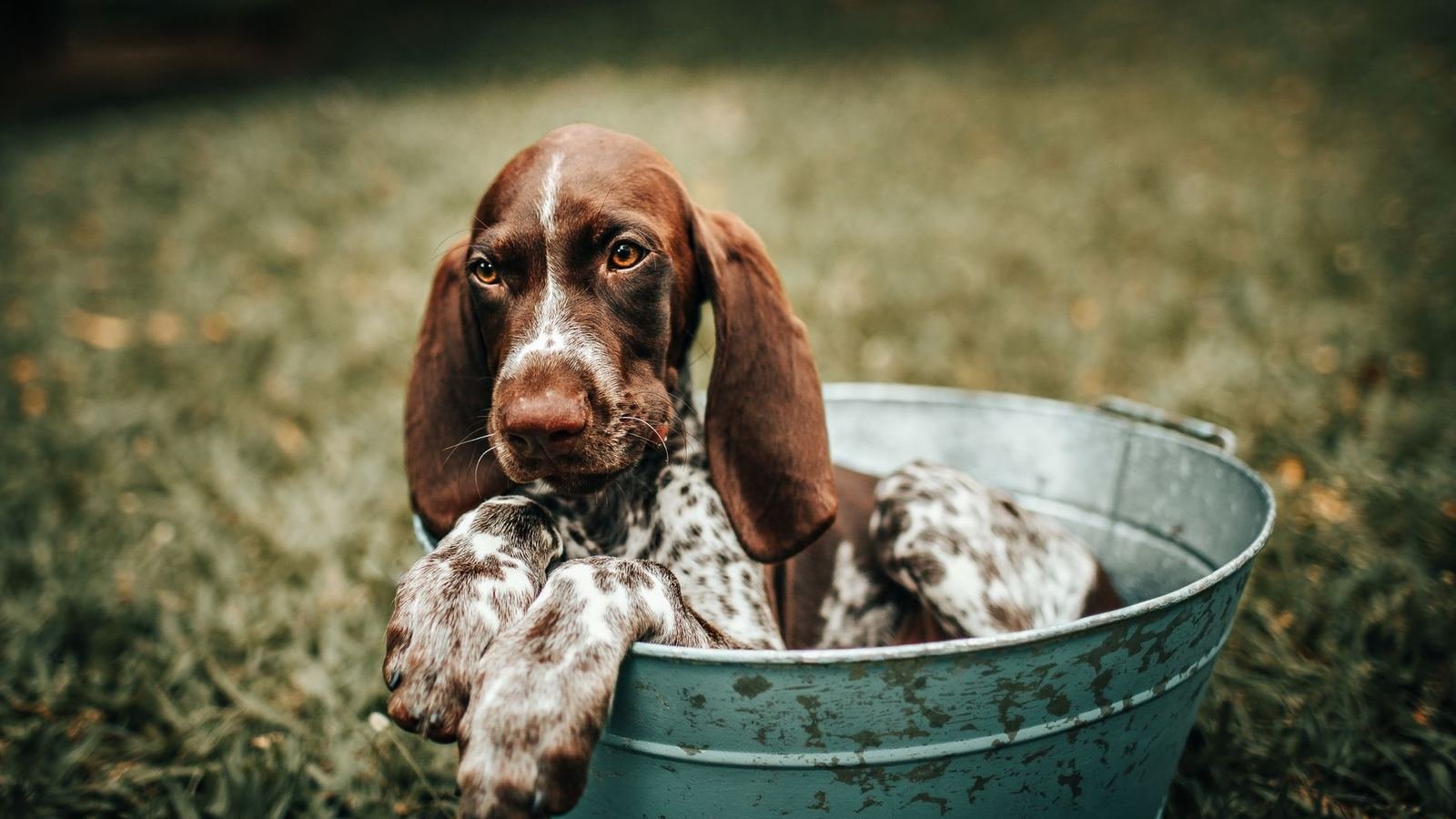 How to Train Your Puppy to Use Storage Bins Effectively — how to train your puppy to use storage bins