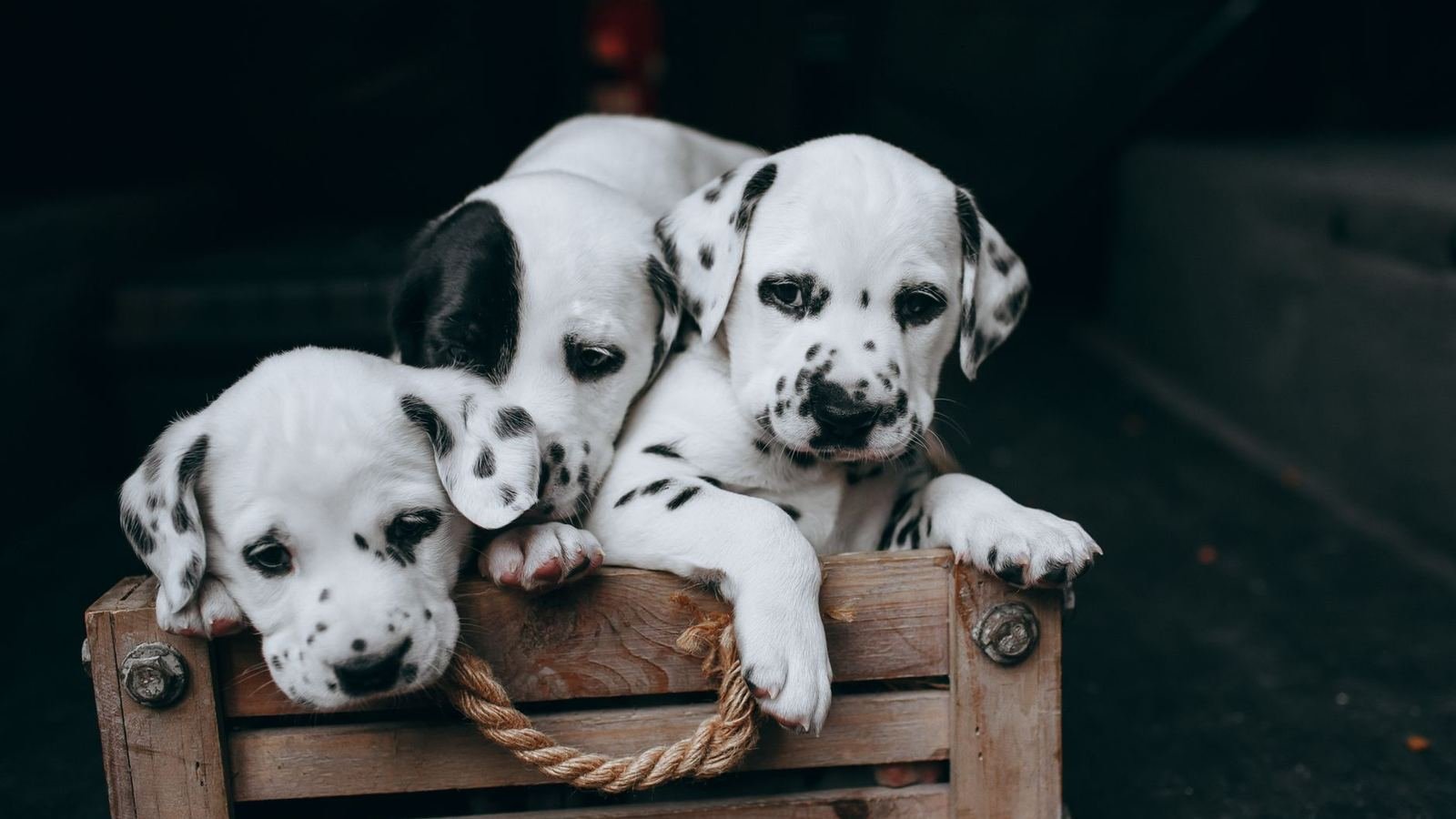 What to Do When Your Puppy Doesn't Like Being in the Crate — puppy doesn't like being in the crate