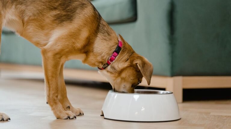 Puppy Feeding Station vs Mat: How to Choose the Best Option for Your Home — puppy feeding station vs mat