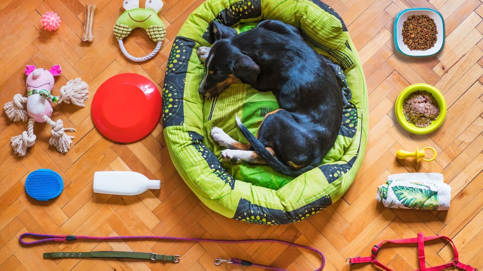 Puppy Gear Storage for First Floor Apartments — puppy gear storage for first floor apartments