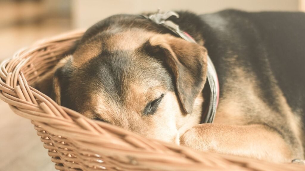 Puppy Gear Storage for Homes Without Mudrooms — puppy gear storage for homes without mudrooms