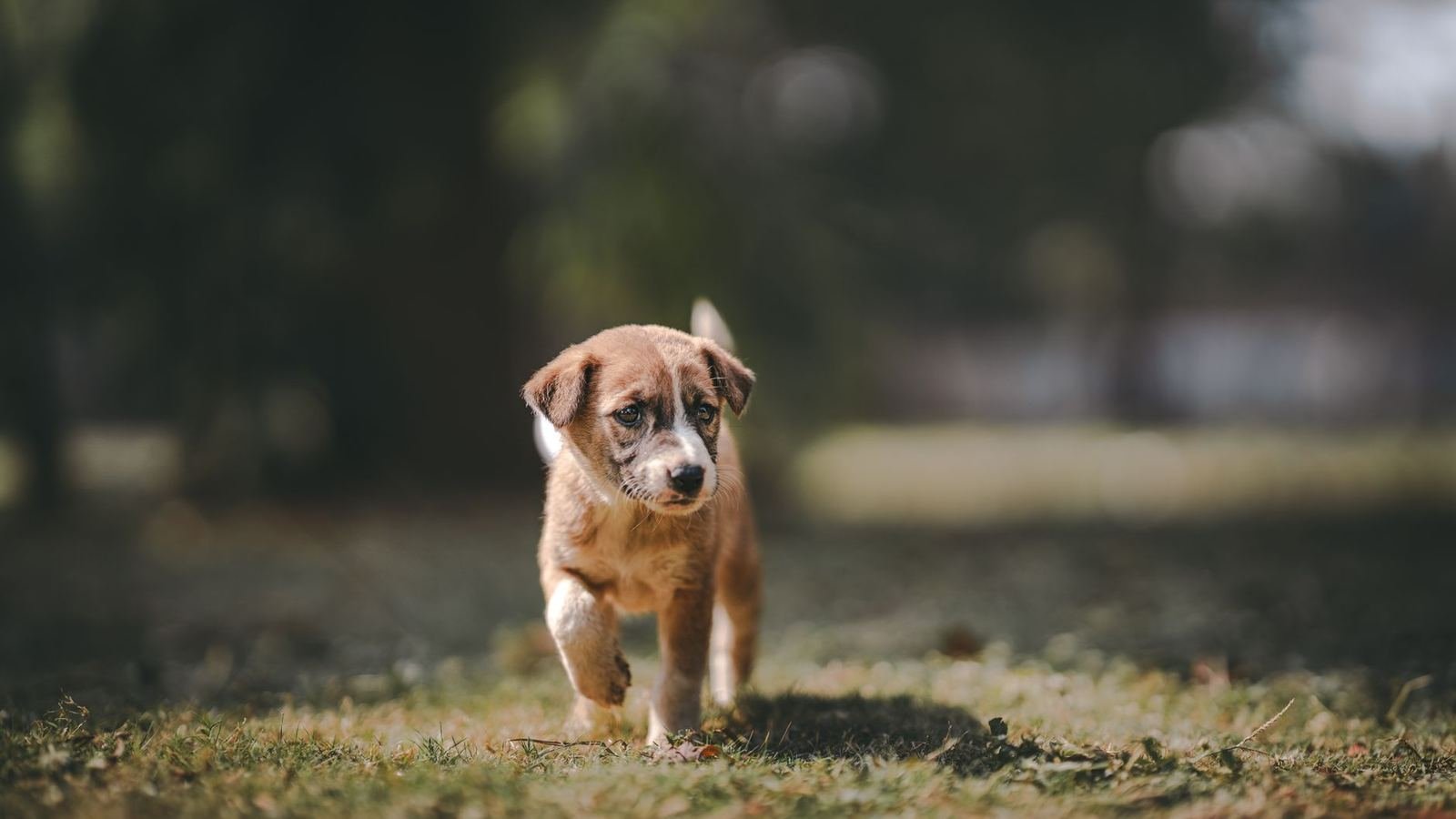Puppy Overweight Signs: Risks and How to Fix It Safely — puppy overweight signs risks how to fix it safely
