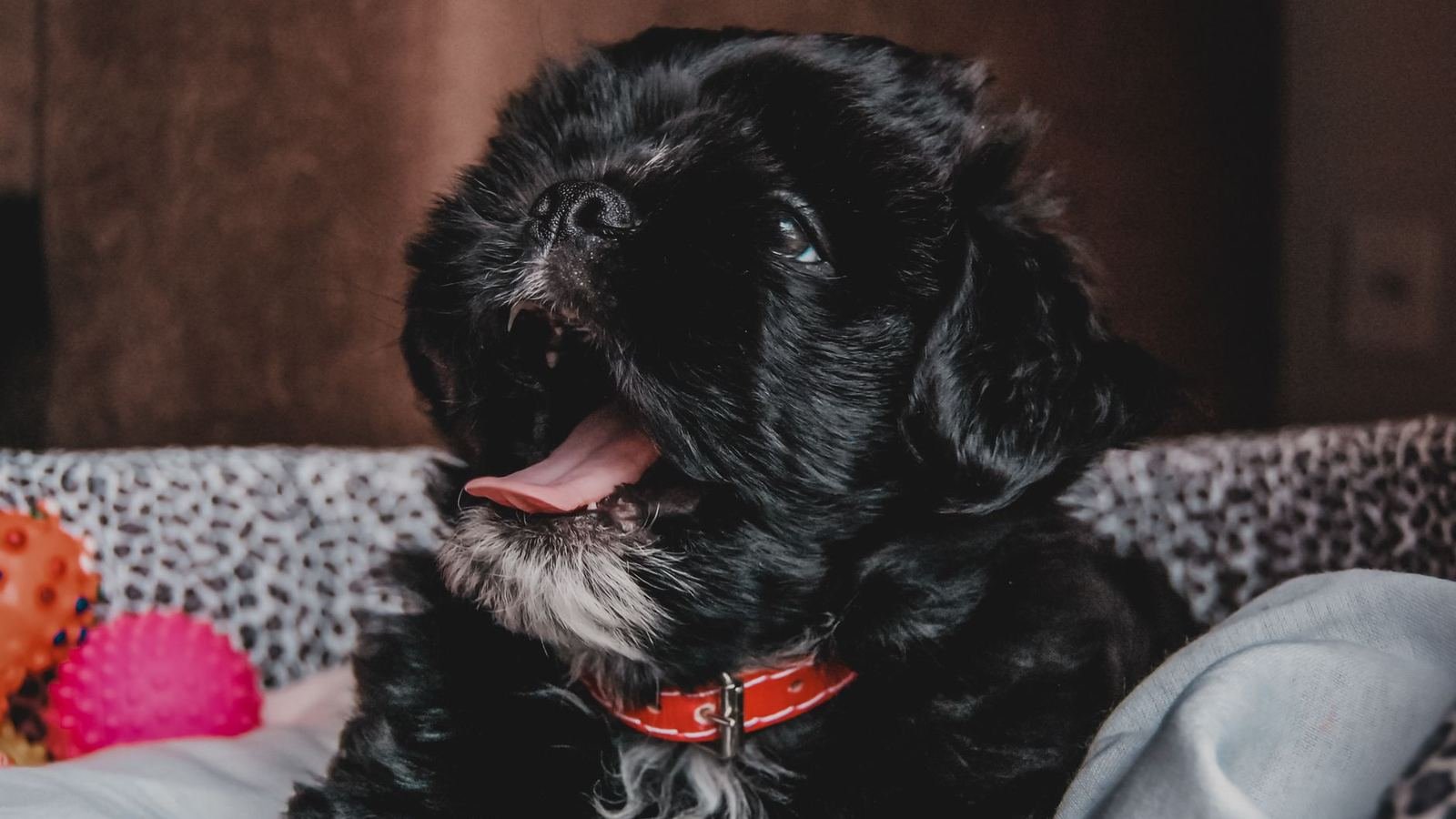 Efficient Puppy Supply Management for Busy Professionals — puppy supply management for busy professionals
