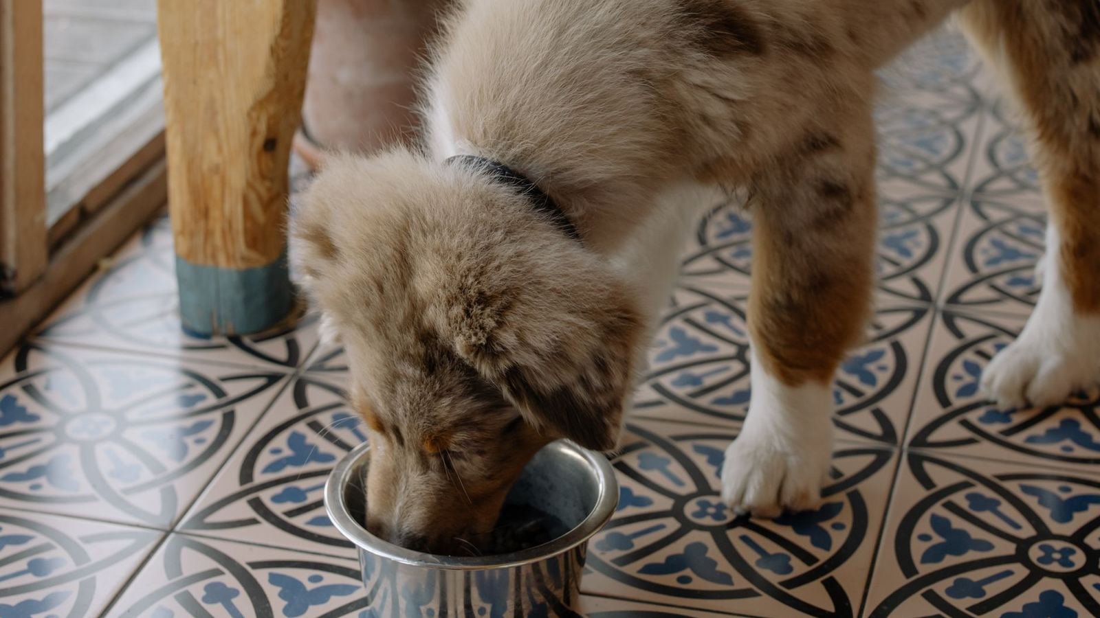 Effective Solutions for Messy Puppy Feeding Areas — solutions for messy puppy feeding areas