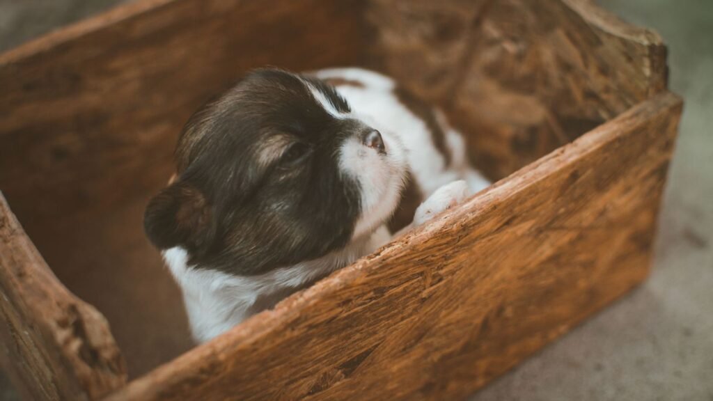 Practical Tips for Creating a Clutter-Free Puppy Space — tips for creating a clutter-free puppy space